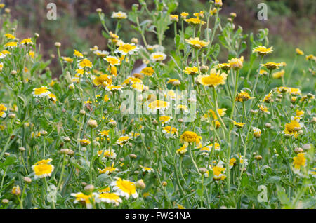 Dans le champ de fleurs Shungiku Banque D'Images