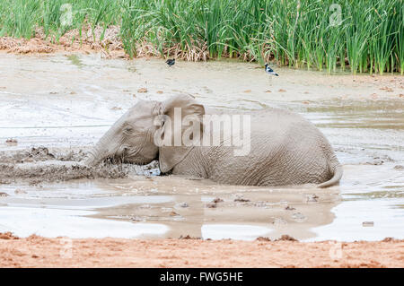 Un éléphant d'Afrique Loxodonta africana, veau, jouant dans un trou boueux Banque D'Images