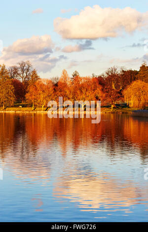 Vue sur les arbres au bord du lac dans le parc de Wollaton Hall, Nottingham, Angleterre, Royaume-Uni. Banque D'Images