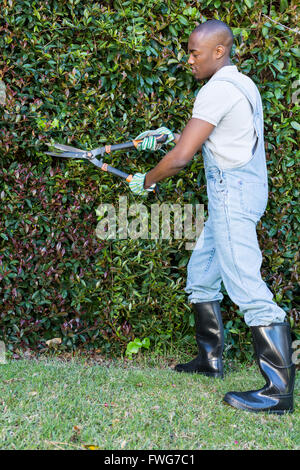 Coupe homme haie avec des ciseaux de jardin Banque D'Images