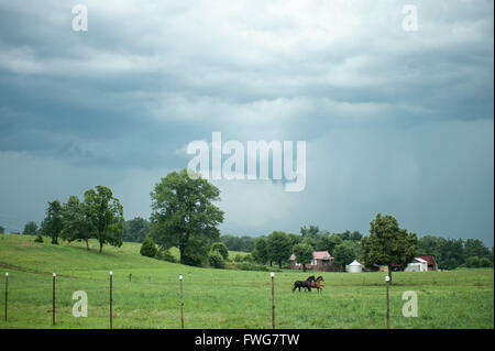 Chevaux qui courent dans les pâturages avec des frais généraux les nuages presse Sorm Banque D'Images