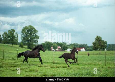 Chevaux qui courent dans les pâturages avec des frais généraux les nuages presse Sorm Banque D'Images