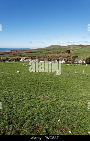 Les jeunes agneaux Kimmeridge Bay surplombant infield Banque D'Images