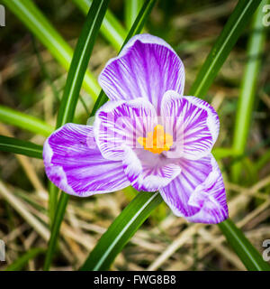 Gros plan du purple crocus ouvert à partir de ci-dessus. Banque D'Images