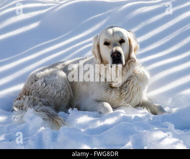 Couleur platine Golden Retriever dog dans la neige. Banque D'Images