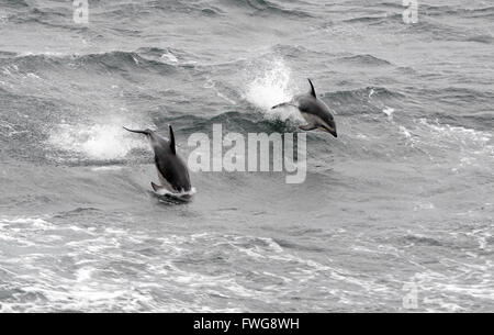 Les Dauphins (Lagenorhynchus obscurus) sautant de la mer. Passage de Drake, Sud de l'océan Atlantique. Banque D'Images