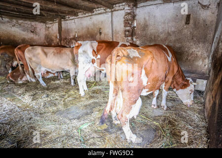 Un groupe de vaches dans une étable de manger du foin. Banque D'Images