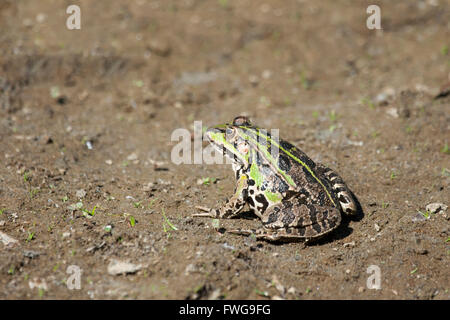 Une grenouille verte comestible se tenant sur le sol. Banque D'Images