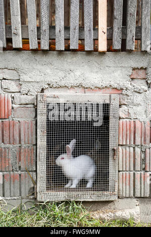 Un lapin blanc dans une cage de la ferme à la campagne. Banque D'Images