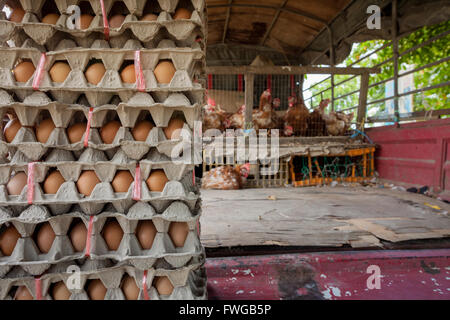 Boîtes d'oeufs sur l'arrière d'un camion, avec les poulets vivants dans des cages. Échoppe de marché dans les pitas ville Sabah à Bornéo. Banque D'Images