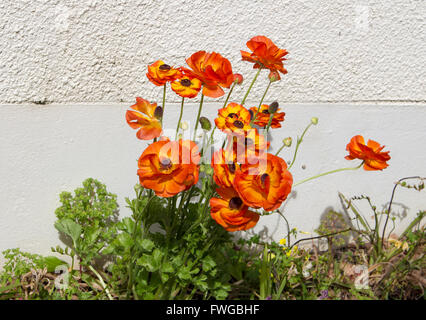 Fleurs jaune et orange joyeuse de Ranunculus qui fleurit au printemps contre un mur de ciment sont ravissants. Banque D'Images