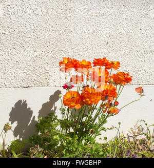 Fleurs jaune et orange joyeuse de Ranunculus qui fleurit au printemps contre un mur de ciment sont ravissants. Banque D'Images