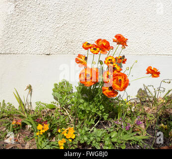 Fleurs jaune et orange joyeuse de Ranunculus qui fleurit au printemps contre un mur de ciment sont ravissants. Banque D'Images