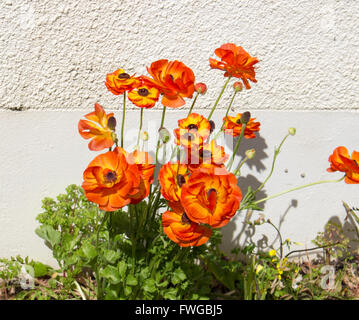 Fleurs jaune et orange joyeuse de Ranunculus qui fleurit au printemps contre un mur de ciment sont ravissants. Banque D'Images