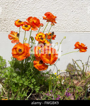 Fleurs jaune et orange joyeuse de Ranunculus qui fleurit au printemps contre un mur de ciment sont ravissants. Banque D'Images