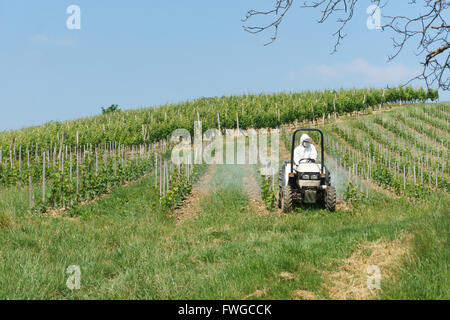 Vignoble de pulvérisation du tracteur en journée ensoleillée Banque D'Images