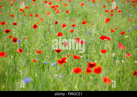 Summer meadow field de Fleurs de coquelicots Banque D'Images