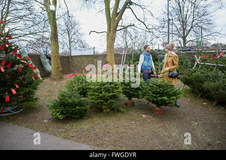 Une femme membre du personnel du client et le choix d'un traditionnel pin arbre, arbre de Noël. Banque D'Images