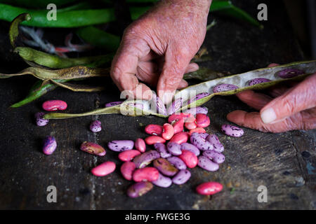 Un homme de prendre des graines de haricot sec de la gousse. Banque D'Images