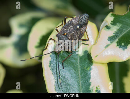 Bouclier Bug (Poecilometis Eucalyptus sp., Pentatomidae), l'ouest de l'Australie, WA, Australie Banque D'Images