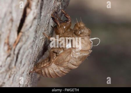 Exosquelette de cigale, New South Wales, Australie Banque D'Images