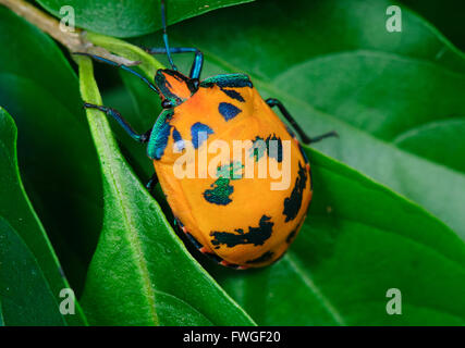 Arlequin de coton ou de bug (Bug Arlequin Hibiscus Tectocoris diophthalmus), New South Wales, Australie Banque D'Images