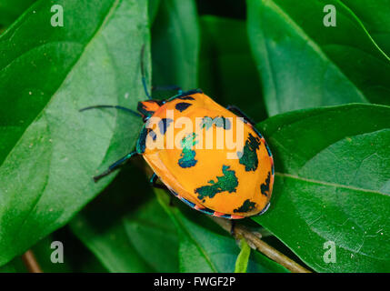 Arlequin de coton ou de bug (Bug Arlequin Hibiscus Tectocoris diophthalmus), New South Wales, Australie Banque D'Images