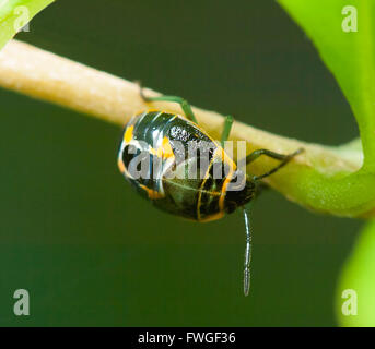 Teal Green Grid Stink Bug nymphe (Antestiopsis sp.), New South Wales, Australie Banque D'Images