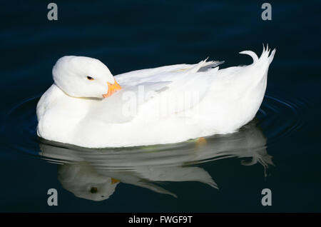 Au sud-ouest USA Beaux canards sur un étang bleu foncé Nouveau Mexique oiseaux Les oiseaux aquatiques sauvages dans le bleu vert d'eau à l'échelle locale et des étangs Banque D'Images