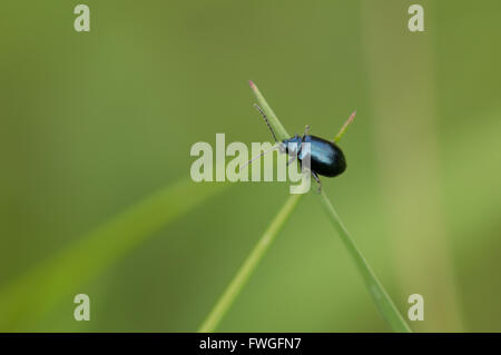 Un bleu métal Altise (Chrysomelidae) debout sur une croix de deux brins d'herbe. Banque D'Images