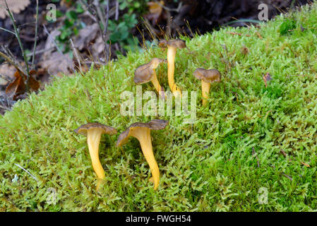 Chanterelle en entonnoir ou Craterellus tubaeformis champignons du champignon poussant sur Moss-Covered sol forestier Banque D'Images