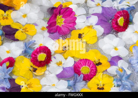 De belles fleurs de printemps congelés dans réglage du ressort Banque D'Images