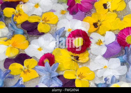 De belles fleurs de printemps congelés dans réglage du ressort Banque D'Images