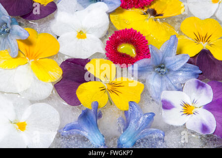 De belles fleurs de printemps congelés dans réglage du ressort Banque D'Images