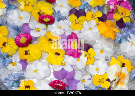 De belles fleurs de printemps congelés dans réglage du ressort Banque D'Images