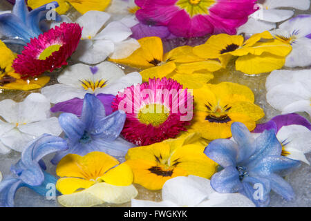 De belles fleurs de printemps congelés dans réglage du ressort Banque D'Images