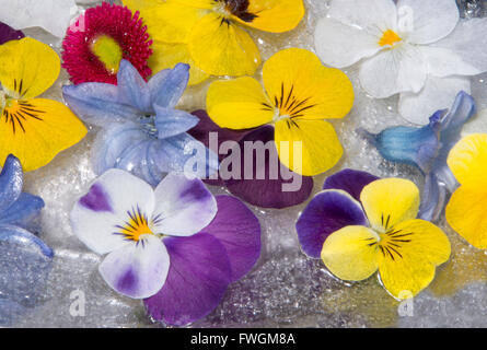 De belles fleurs de printemps congelés dans réglage du ressort Banque D'Images