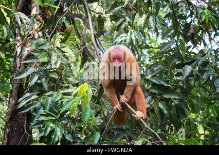 À tête rouge singe Uakari également connu sous le nom de British Monkey (Cacajao calvus rubicundus), l'état d'Amazonas, Brésil, Amérique du Sud Banque D'Images