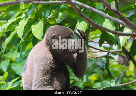 Brown (Lagothrix lagotricha singe laineux), l'état d'Amazonas, Brésil, Amérique du Sud Banque D'Images