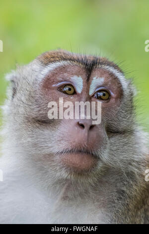 Macaque à longue queue (Macaca fascicularis), Parc national de Bako, Sarawak, Bornéo, Malaisie, Asie du Sud, Asie Banque D'Images