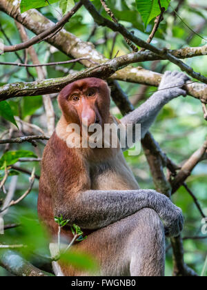 Proboscis Monkey adultes (Nasalis larvatus) de nourriture dans le parc national de Bako, Sarawak, Bornéo, Malaisie, Asie du Sud, Asie Banque D'Images