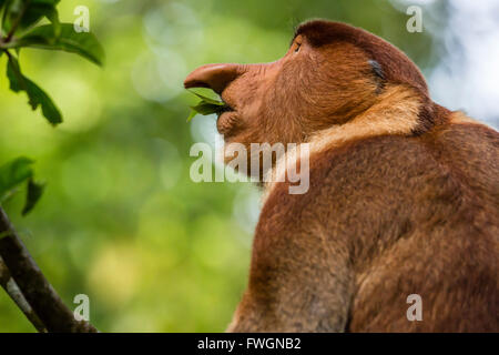 Proboscis adultes monke (Nasalis larvatus) de nourriture dans le parc national de Bako, Sarawak, Bornéo, Malaisie, Asie du Sud, Asie Banque D'Images