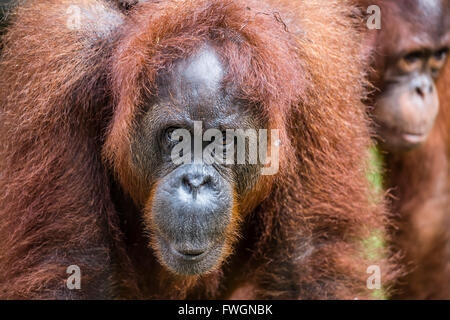 Mère et bébé orang-outan (Pongo pygmaeus), Centre de réadaptation de Semenggoh, Sarawak, Bornéo, Malaisie, Asie Banque D'Images