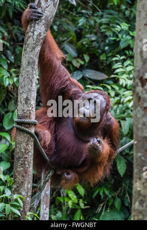 Les jeunes orang-outan (Pongo pygmaeus), Centre de réadaptation de Semenggoh, Sarawak, Bornéo, Malaisie, Asie du Sud, Asie Banque D'Images