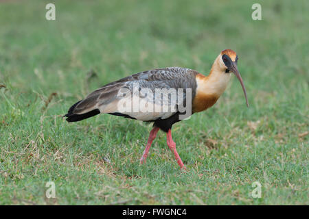 Ibis rouge Buff (Theristicus caudatus), Mato Grosso do Sul, Brésil, Amérique du Sud Banque D'Images