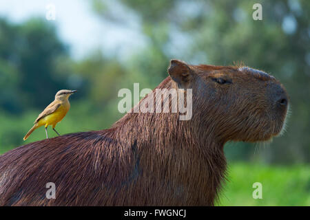 Capybara (Hydrochaeris hydrochaeris) et le tyran à gorge blanche à l'arrière, Pantanal, Mato Grosso, Brésil Banque D'Images