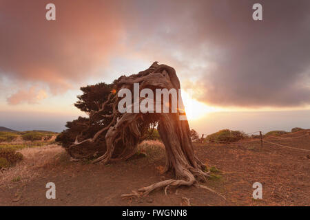 Canaries juniper au coucher du soleil, la nature Réserve El Sabinar, réserve de biosphère de l'UNESCO, El Hierro, Îles Canaries Banque D'Images