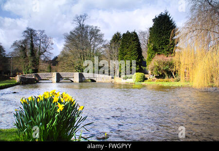 Les jonquilles par la rivière Wye à à la cité médiévale Sheepwash pont à Ashford dans le village de l'eau, Peak District, Derbyshire, Royaume-Uni Banque D'Images