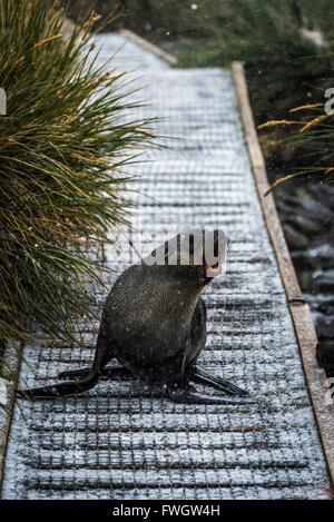 Fourrure de l'Antarctique dans le passage libre dans la neige Banque D'Images