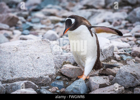 Gentoo pingouin se dandiner sur les rochers, sur la plage Banque D'Images